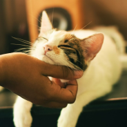 The benefits of Animal Assisted Therapy
