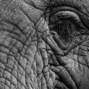 “You’ll need to grow a thicker skin!” by Jane McNeice
